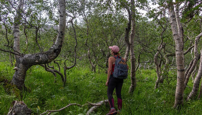 Криволесье на границе зоны леса